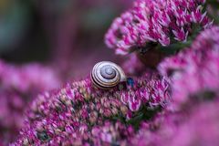 Schnecke in lila Blüten