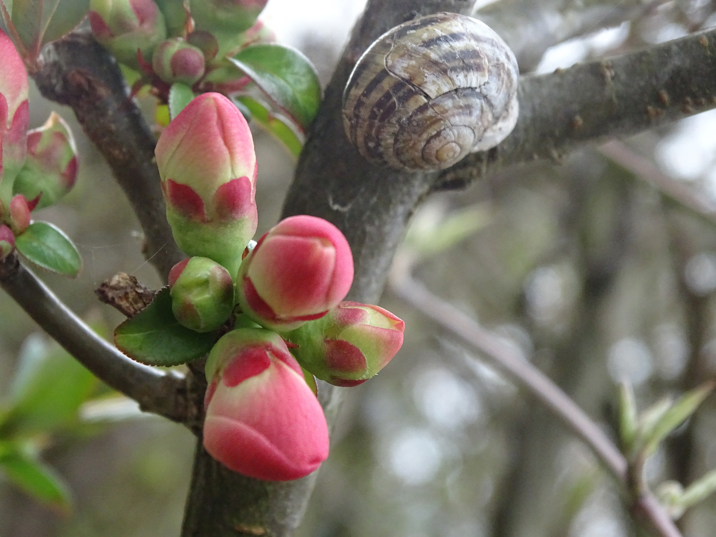 Schnecke in luftiger Höhe