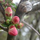 Schnecke in luftiger Höhe