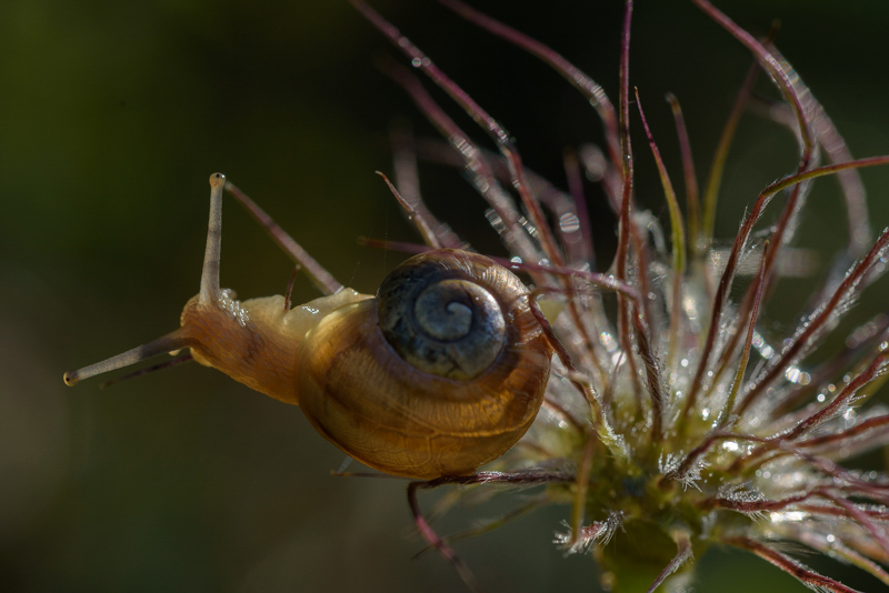 Schnecke in luftiger Höhe