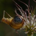 Schnecke in luftiger Höhe