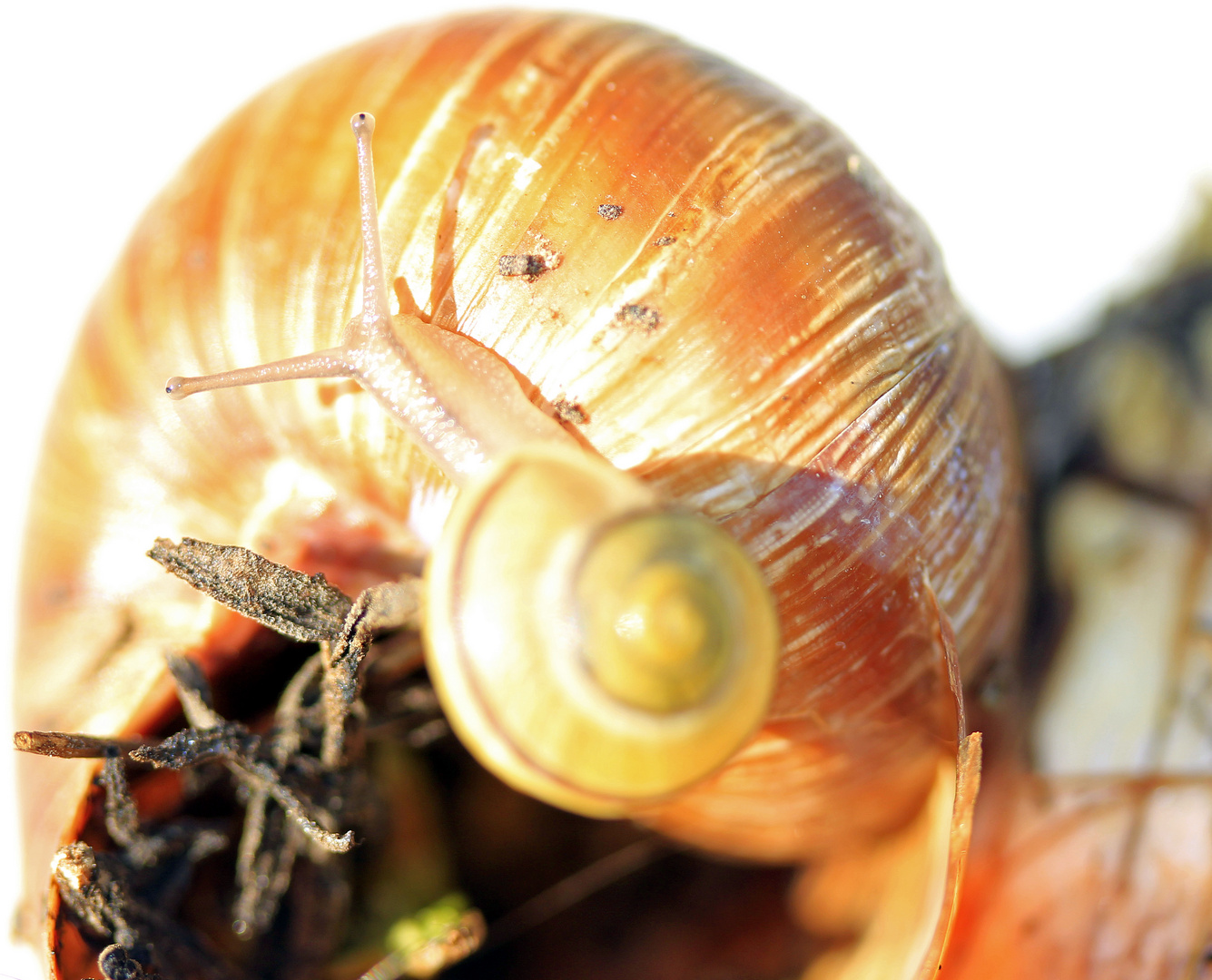 Schnecke in neuem Heim