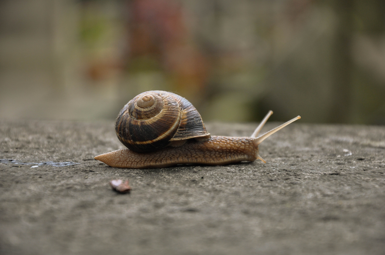 Schnecke in Paris