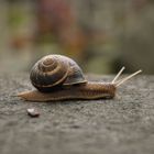 Schnecke in Paris