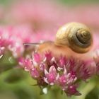 Schnecke in rosa Blütenköpfchen