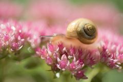 Schnecke in rosa Blütenköpfchen