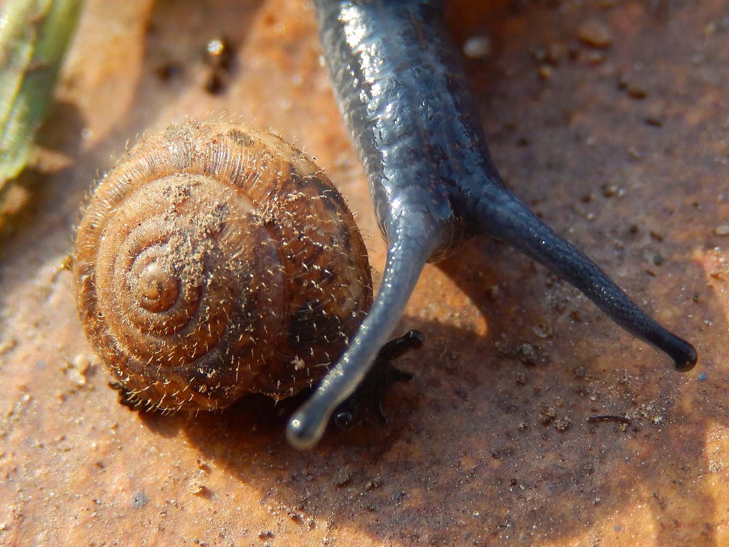 schnecke in schutz