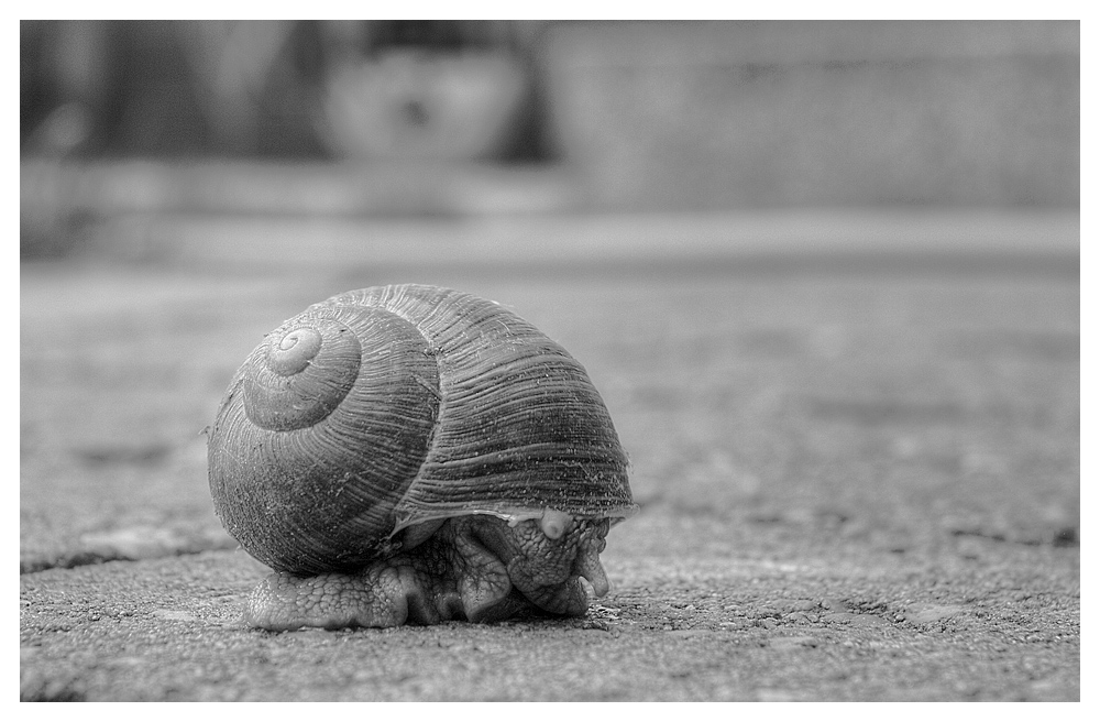 Schnecke in schwarzweiß