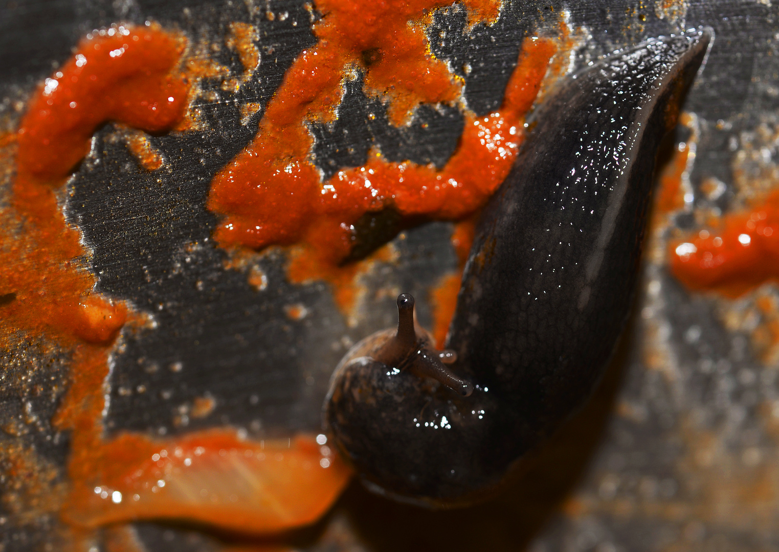 Schnecke in unserem Chilli-Topf