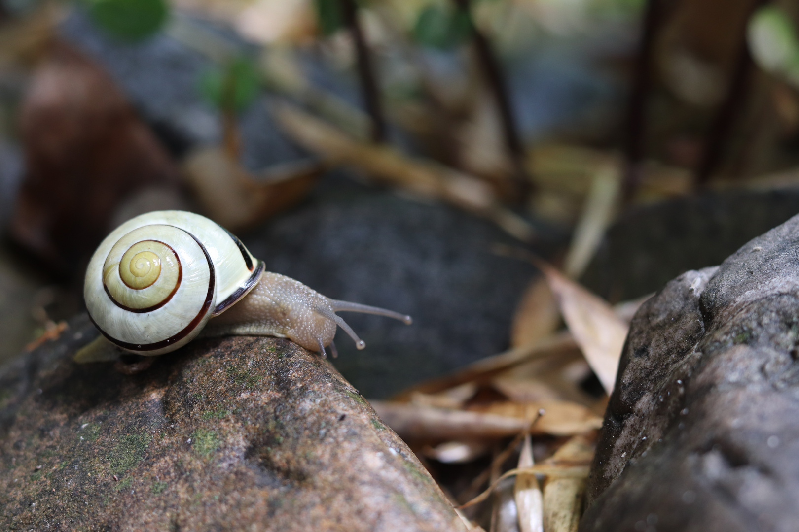 Schnecke in weiß - Lumacha in bianco