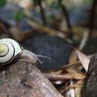 Schnecke in weiß - Lumacha in bianco