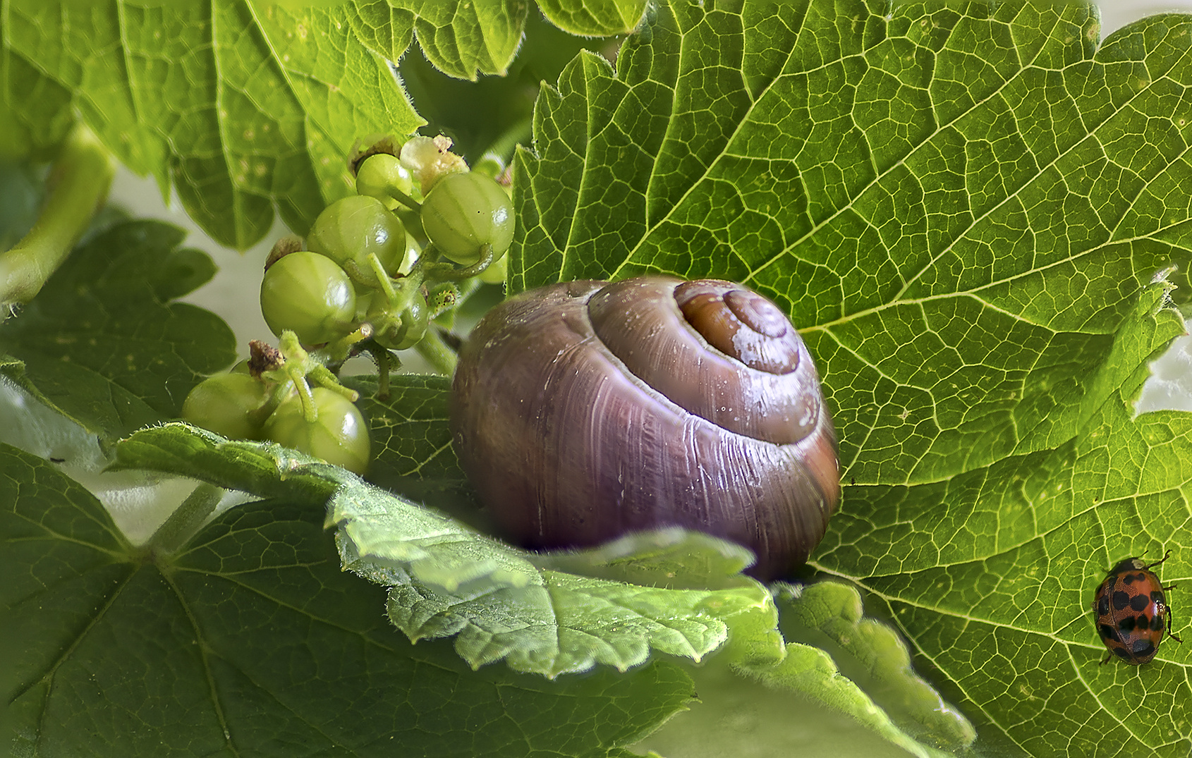 Schnecke indoor