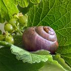 Schnecke indoor