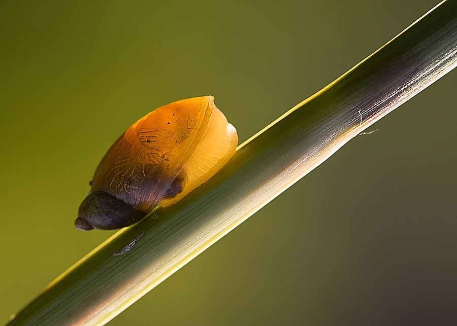 Schnecke ins abendlicht