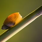 Schnecke ins abendlicht