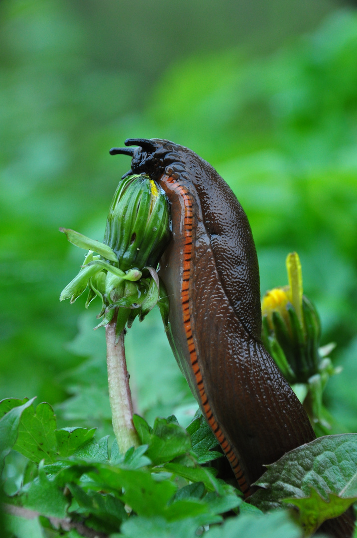 Schnecke Klettert