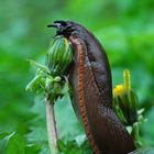 Schnecke Klettert