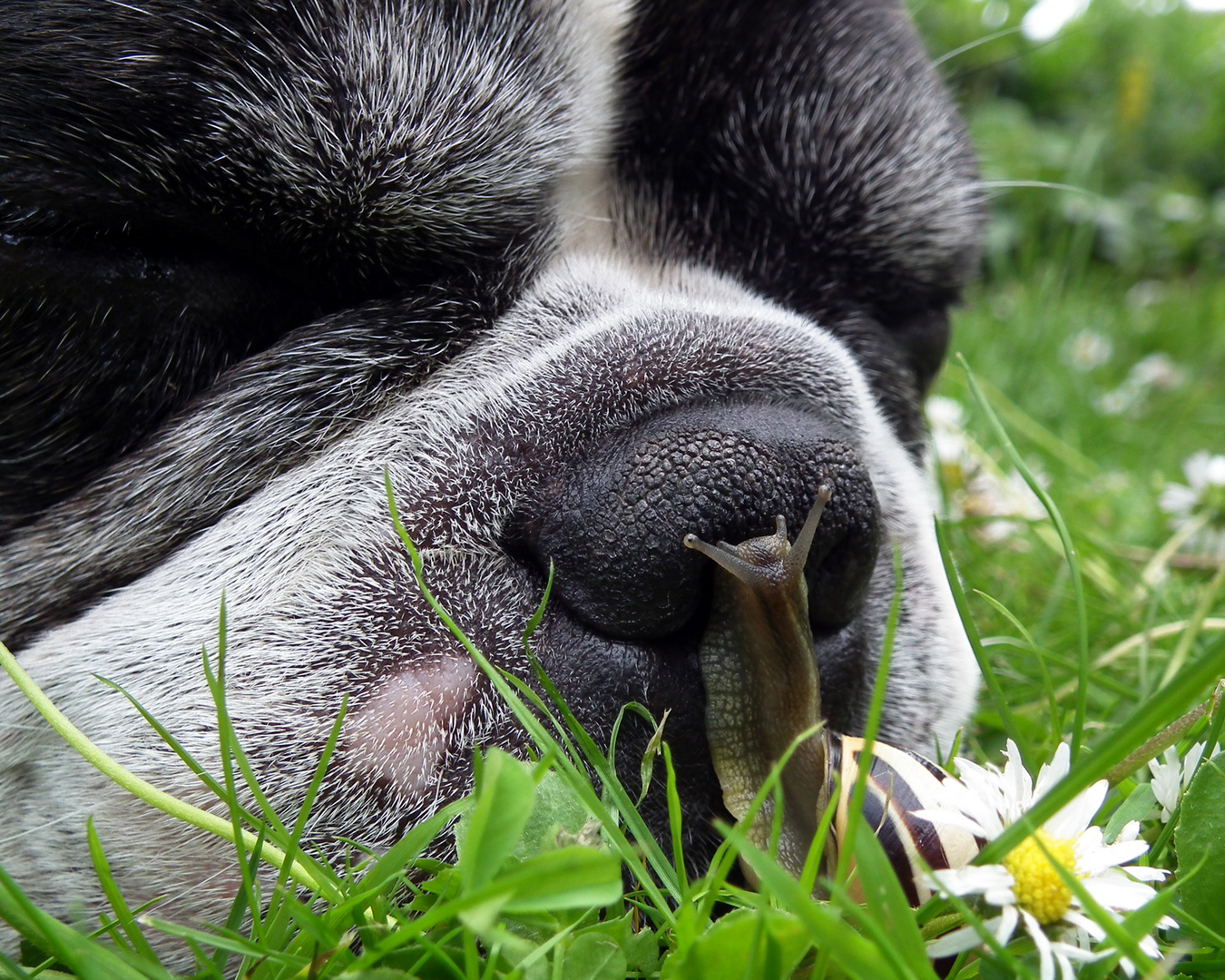 Schnecke knutscht Bulldogge