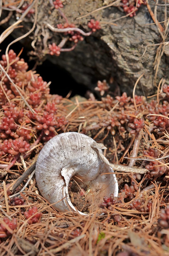 Schnecke komm raus!