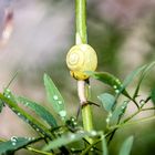 Schnecke Kopfüber...