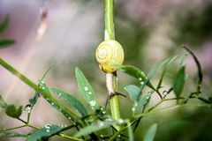 Schnecke Kopfüber...