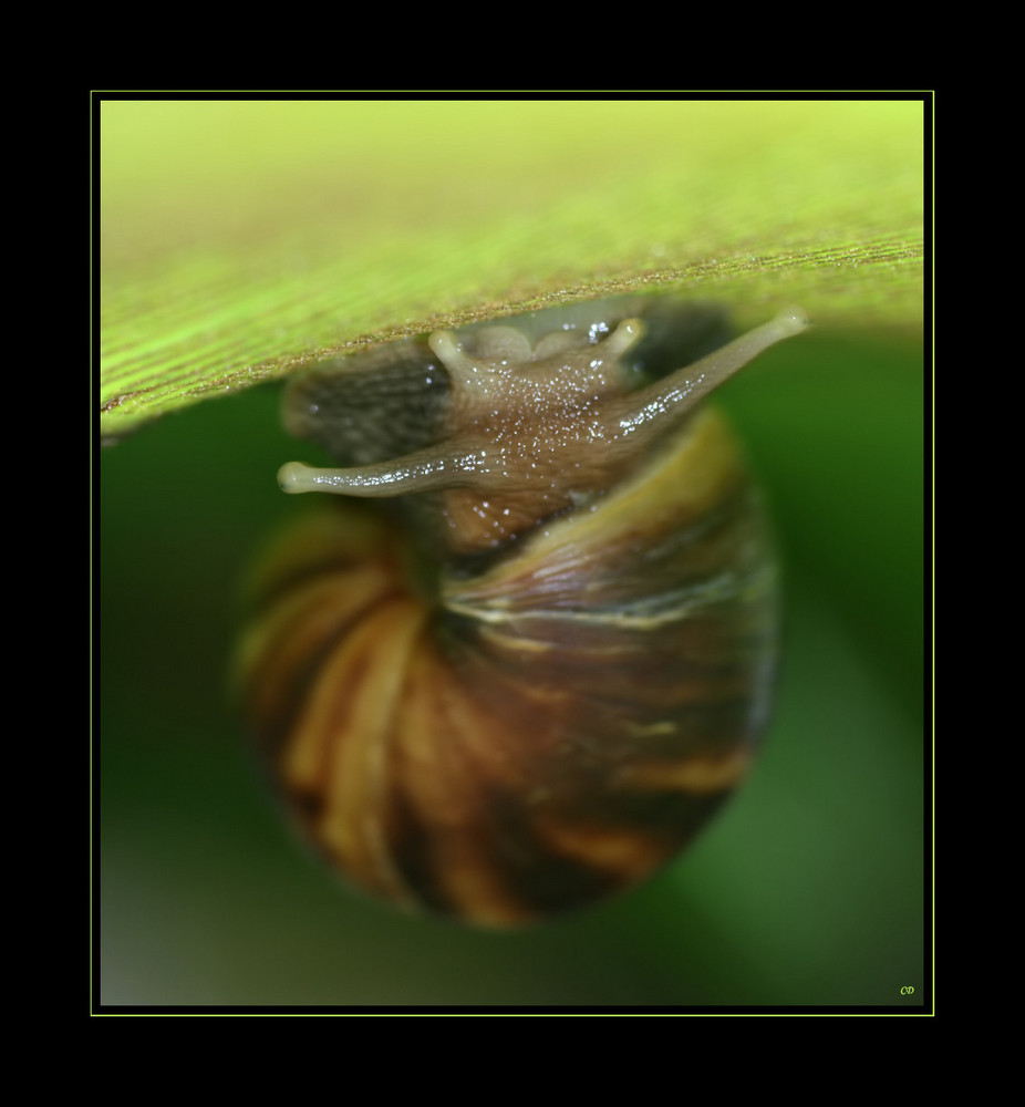 Schnecke, kopfüber am Bananenblatt hängend.