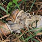 Schnecke kopulieren  .