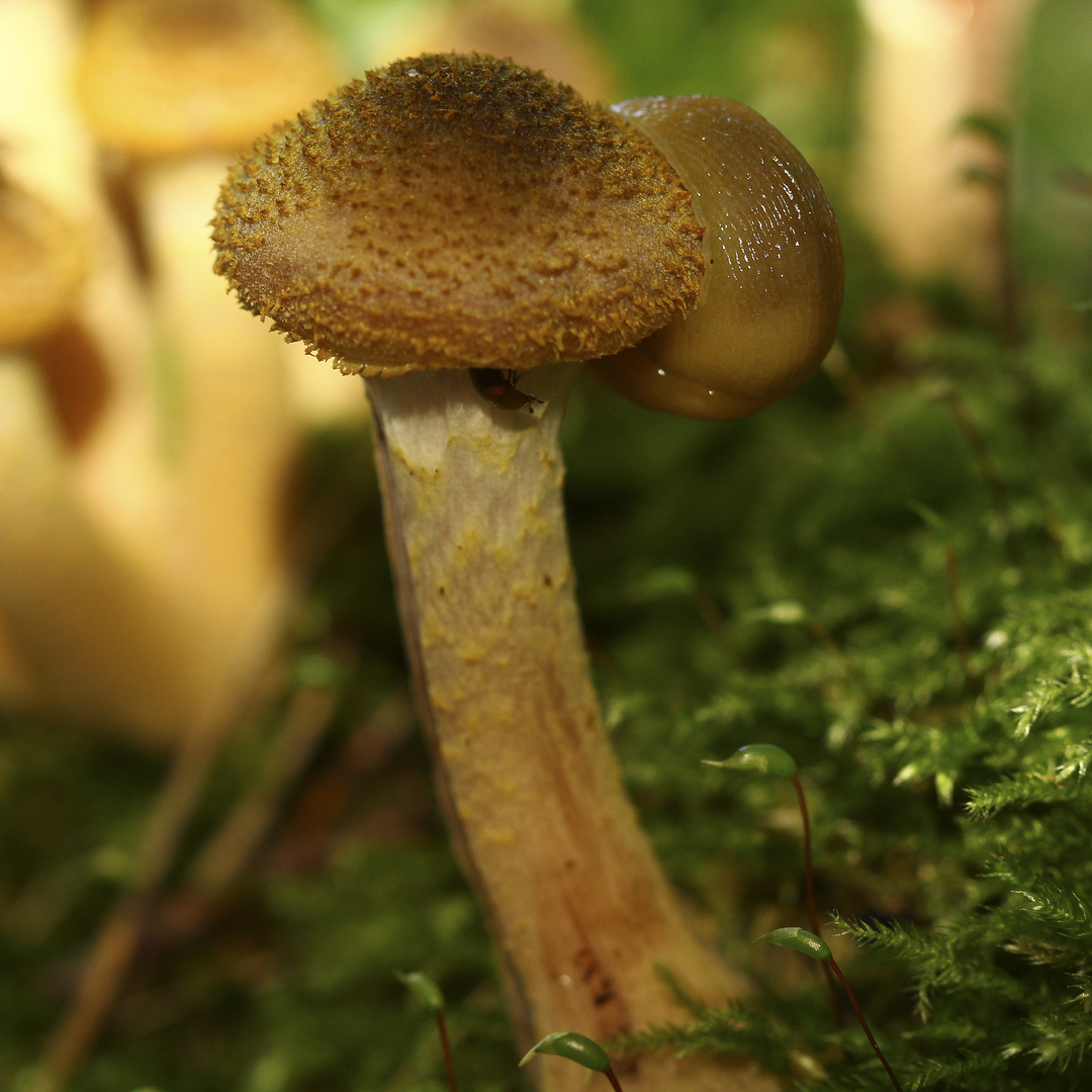 Schnecke küsst Hallimasch