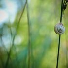 Schnecke macht ein Päuschen...