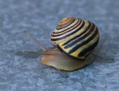 Schnecke macht sich auf den Weg