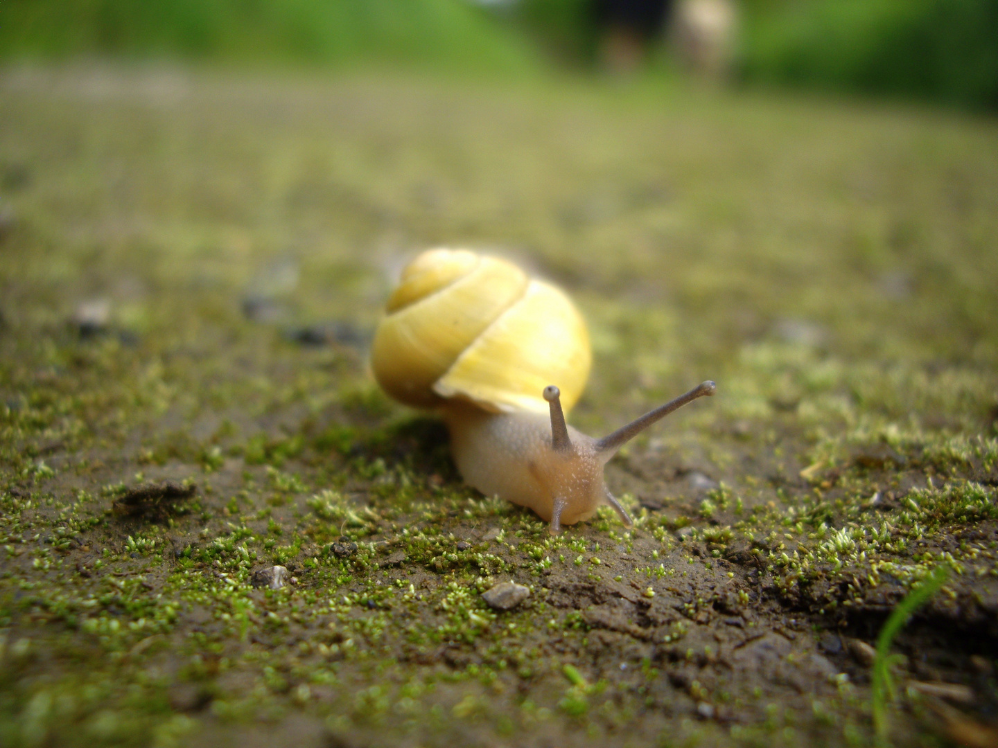 Schnecke Makro Bochum Wattenscheid