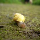 Schnecke Makro Bochum Wattenscheid