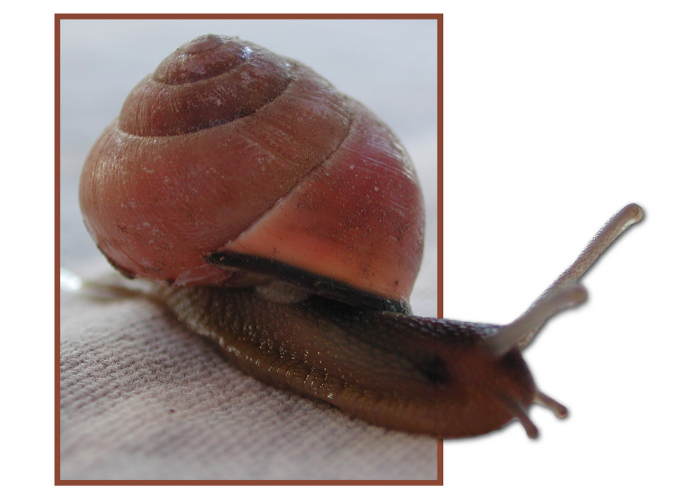 Schnecke mal anders