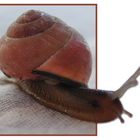 Schnecke mal anders