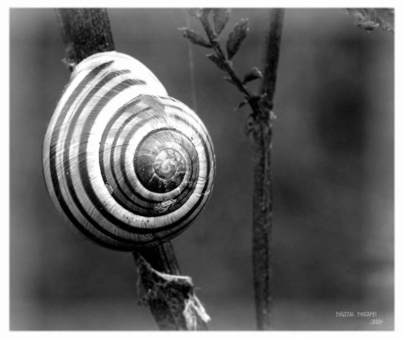 Schnecke mal anders