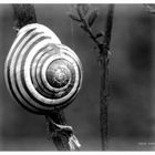 Schnecke mal anders