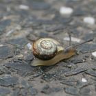 Schnecke mal ganz groß