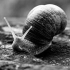 Schnecke mal -Monochrom-  2017-9