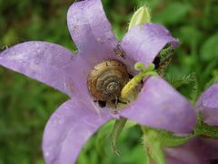 Schnecke mit Ansprüchen....