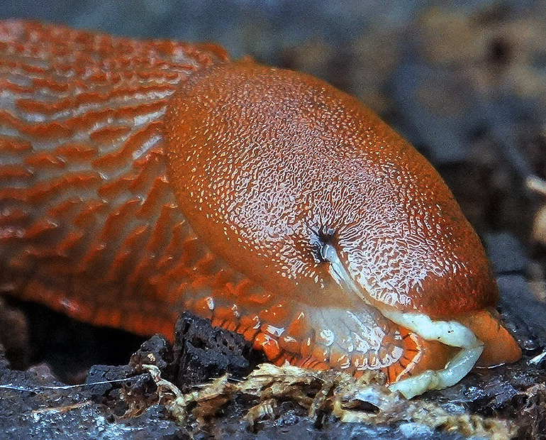 Schnecke mit Appetit