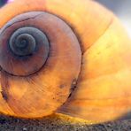 Schnecke mit "Beleuchtung"