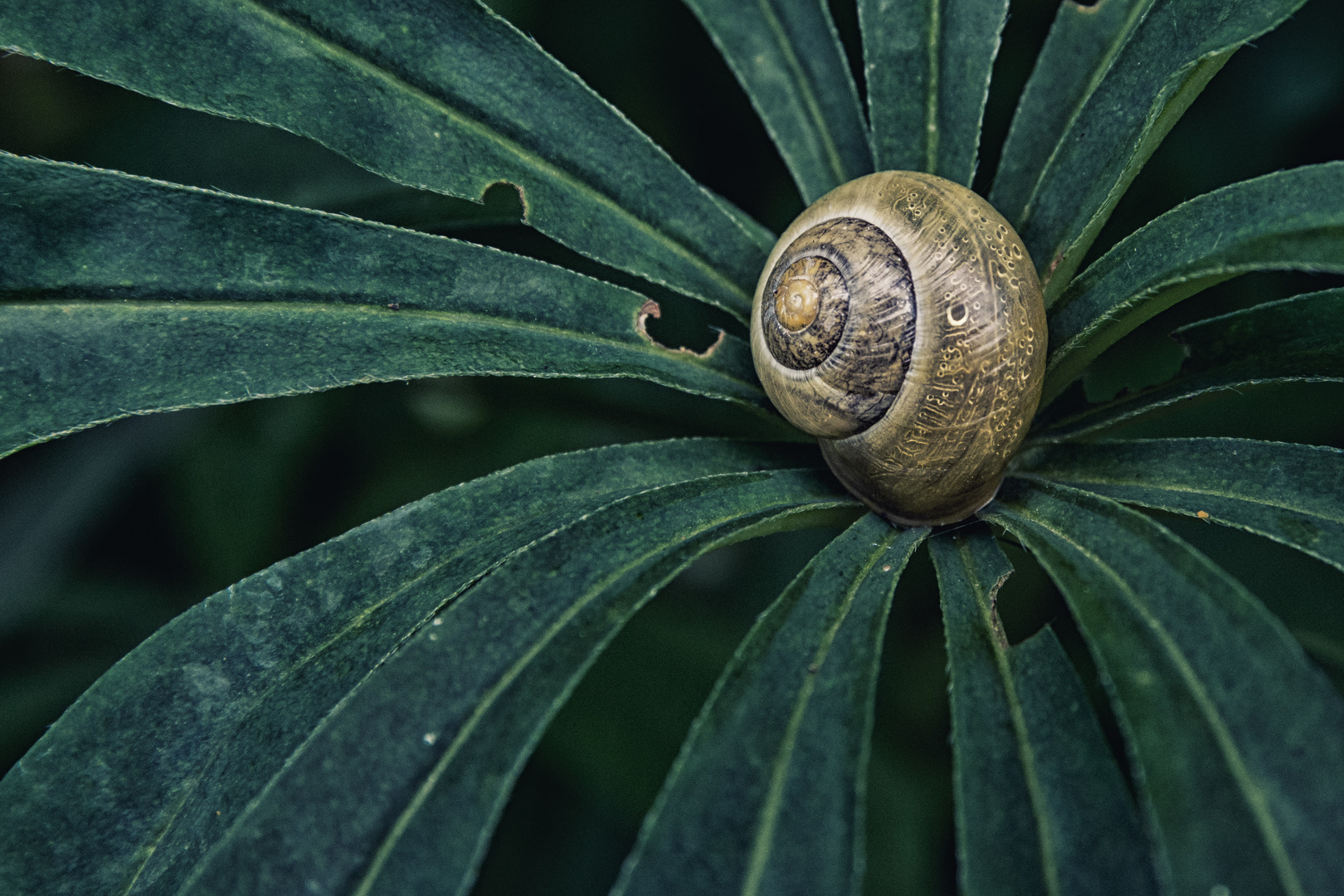 Schnecke mit Biss