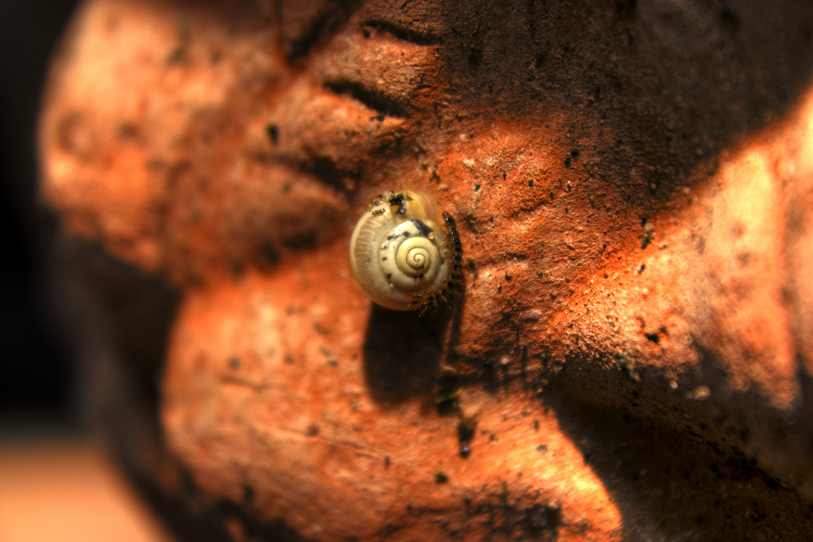 Schnecke mit Dreck und Raupe