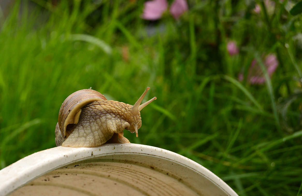 Schnecke mit Eigenheim. 