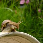 Schnecke mit Eigenheim. 