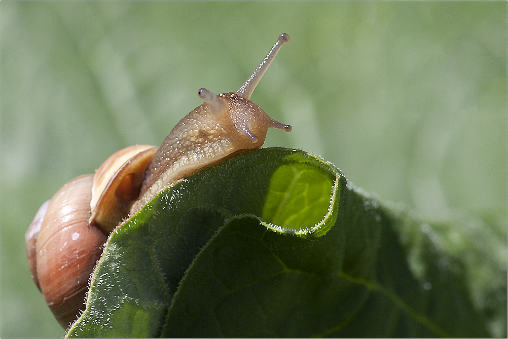 Schnecke mit Eigentumswohnung