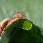 Schnecke mit Eigentumswohnung