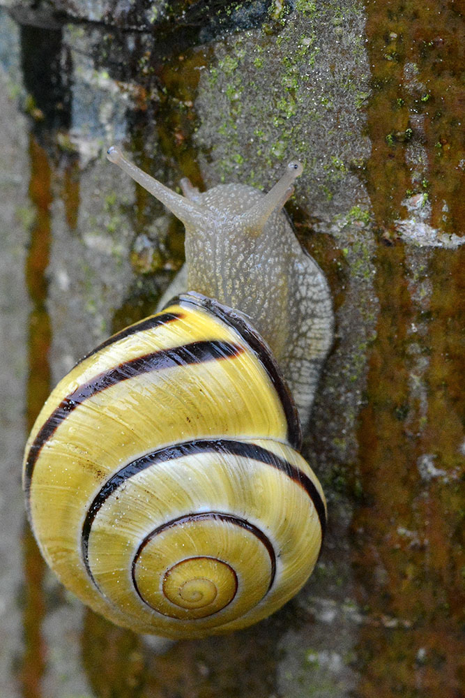 Schnecke mit gelbem Haus am Baum