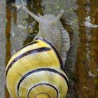 Schnecke mit gelbem Haus am Baum