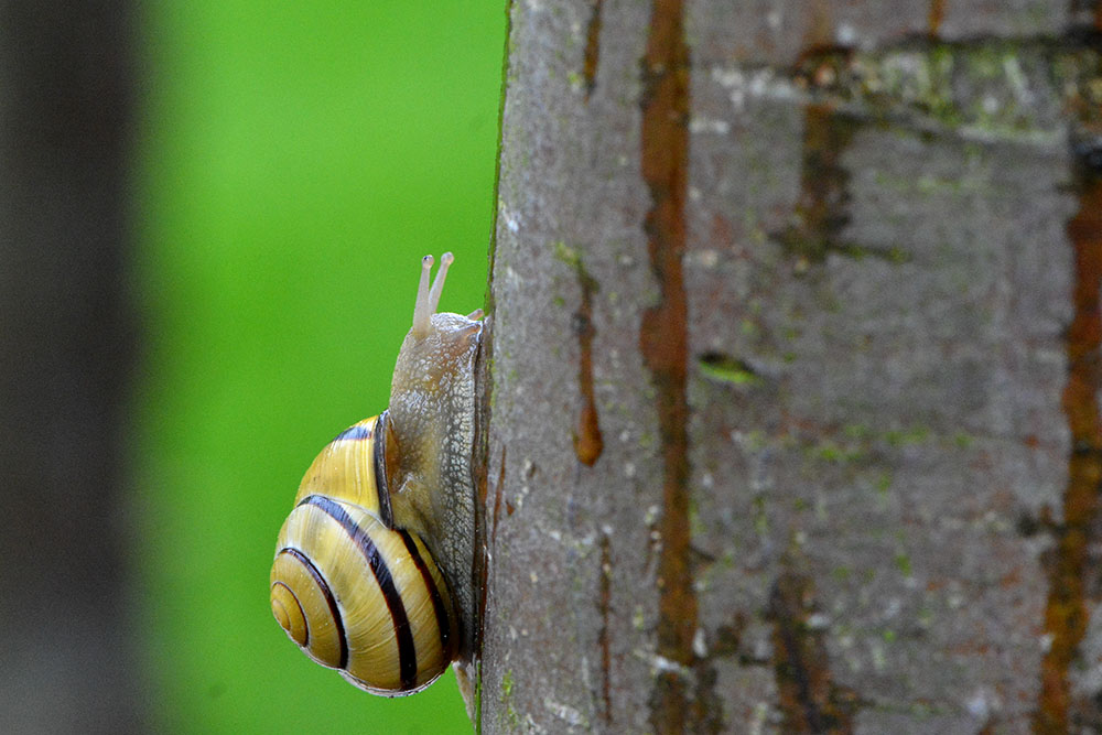 Schnecke mit gelbem Haus am Baum